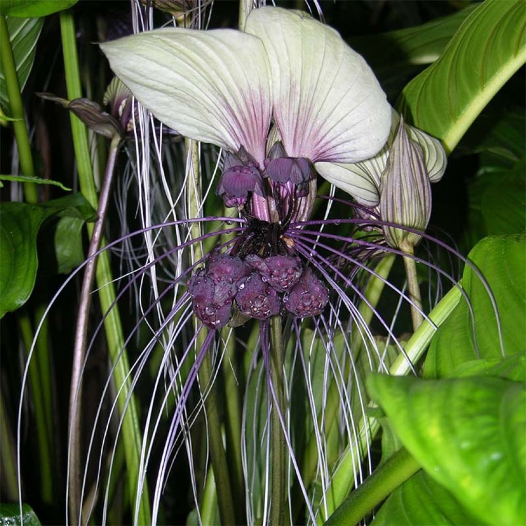 Tacca integrifolia - Fiore Pipistrello