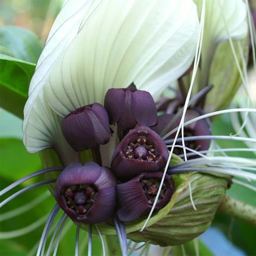 Tacca integrifolia - Fiore Pipistrello