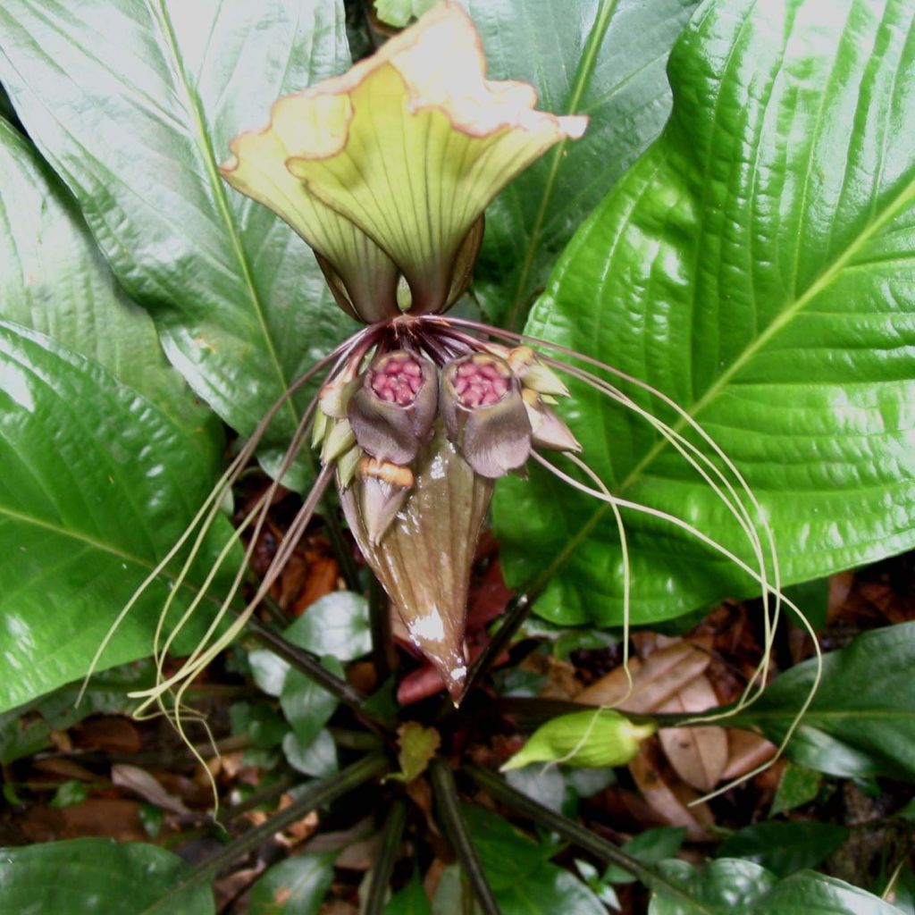 Tacca integrifolia - Fiore Pipistrello