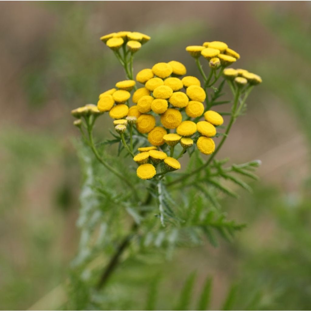 Tanacetum vulgare (in vasetto) - Erba-amara selvatica