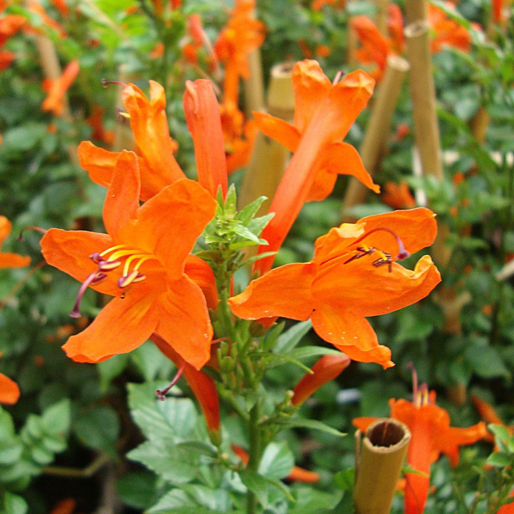 Tecoma capensis - Tecomaria del Capo