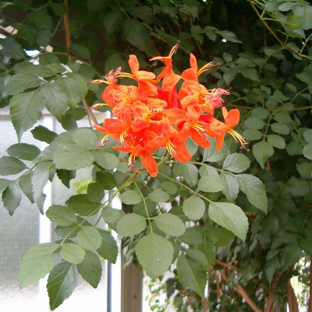 Tecoma capensis - Tecomaria del Capo