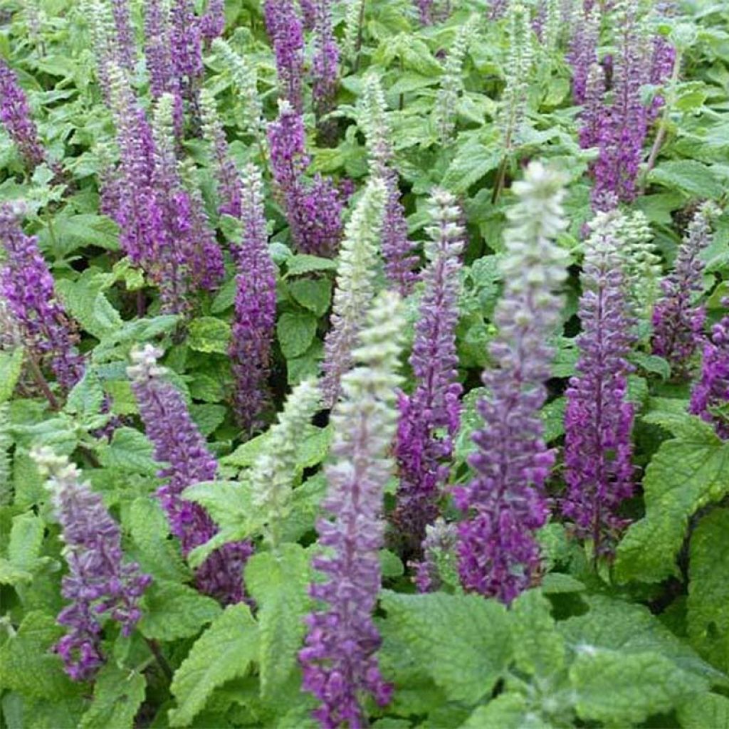 Teucrium hircanicum - Camedrio iraniano