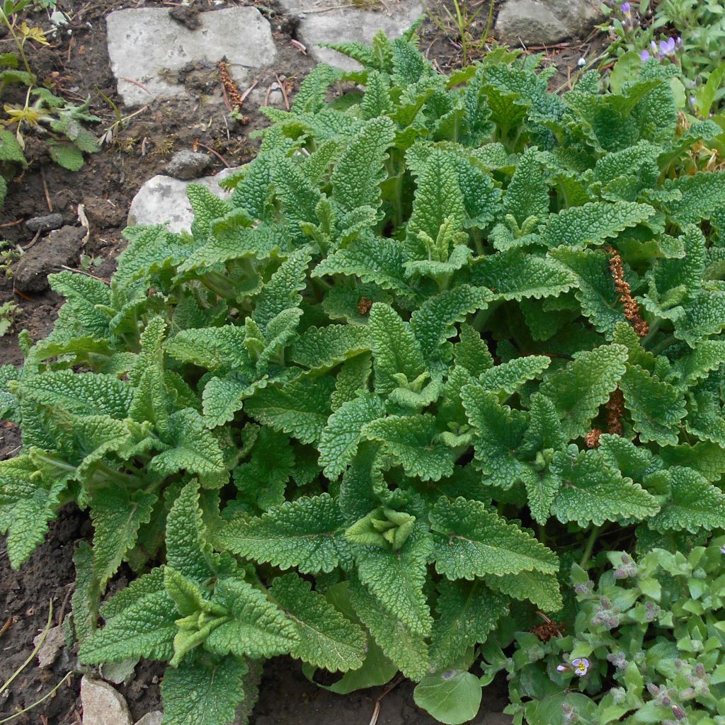 Teucrium hircanicum - Camedrio iraniano