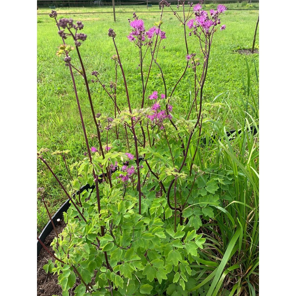 Thalictrum Black Stockings - Pigamo