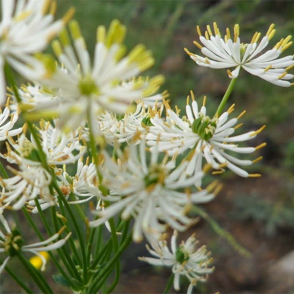 Thalictrum petaloideum - Pigamo