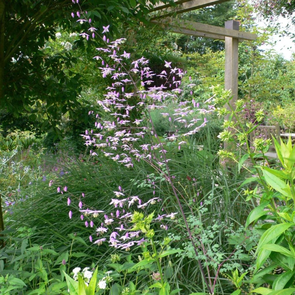 Thalictrum petaloideum - Pigamo