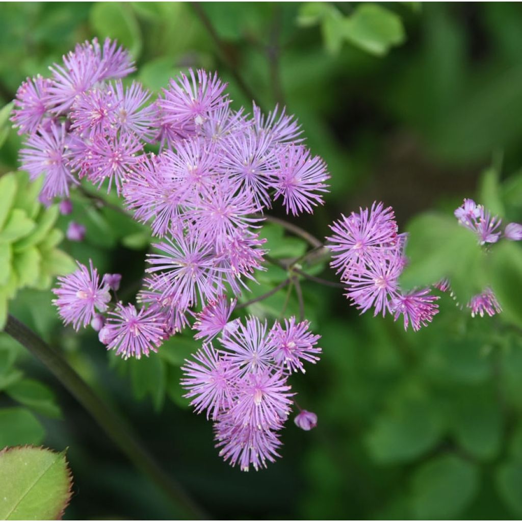 Thalictrum aquilegiifolium - Pigamo colombino