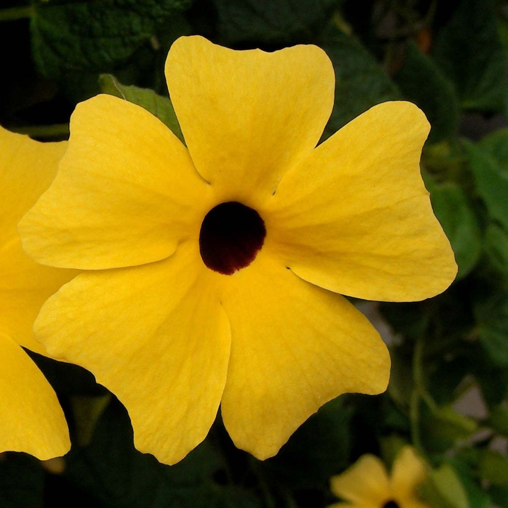 Suzanne jaune aux yeux noirs - Thunbergia Alata