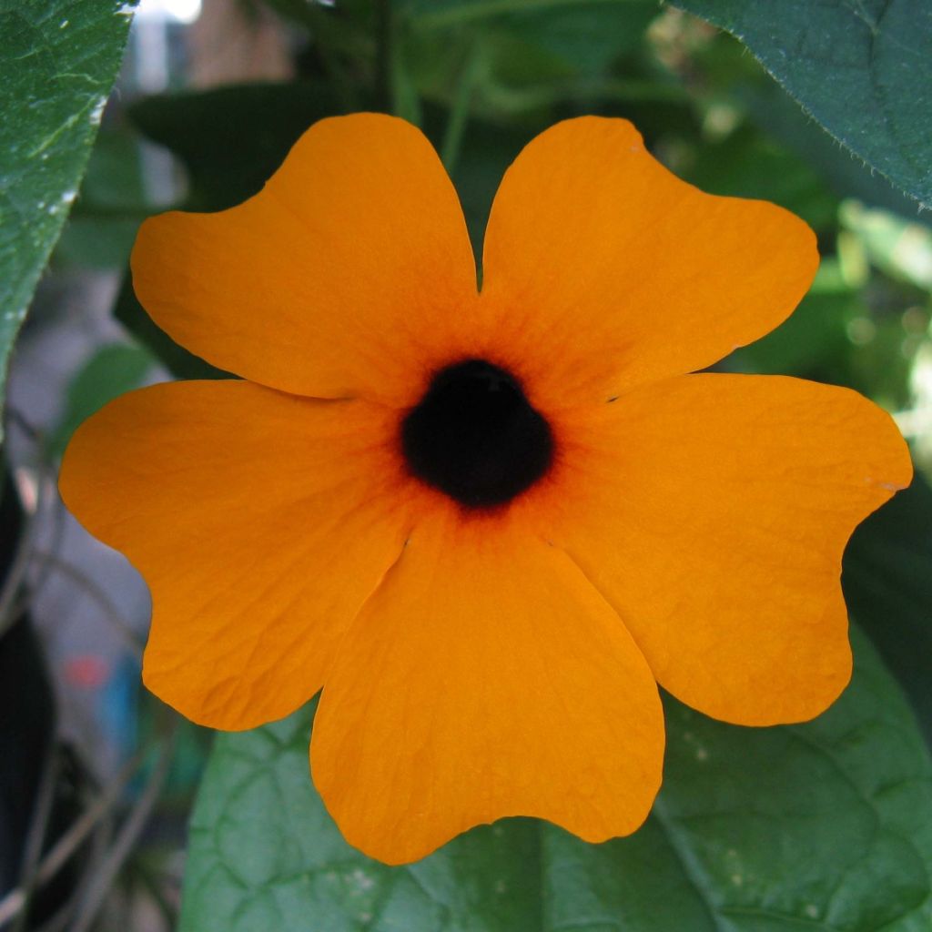 Susanna dagli occhi neri arancione - Thunbergia alata