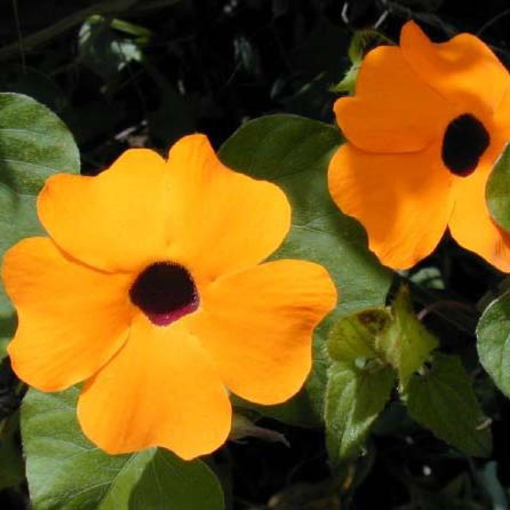 Susanna dagli occhi neri arancione - Thunbergia alata