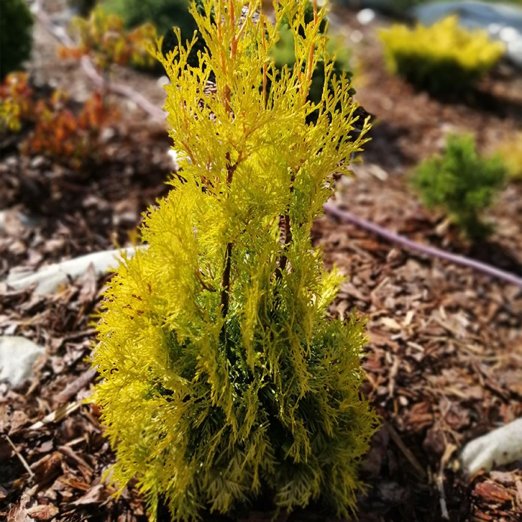 Thuja occidentalis Malonyana Aurea - Tuia occidentale