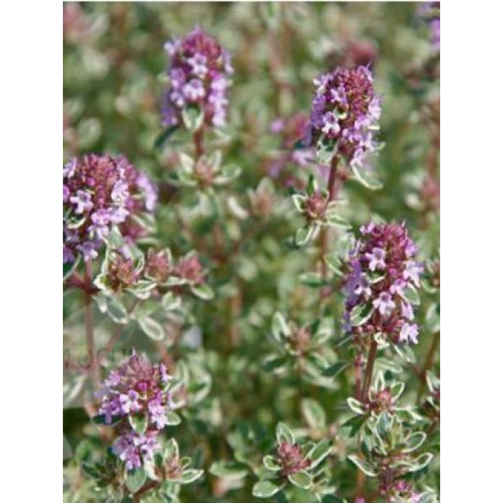 Thymus vulgaris Silver Posie - Timo