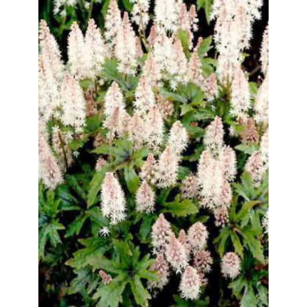 Tiarella Pink Skyrocket - Tiarelle hybride