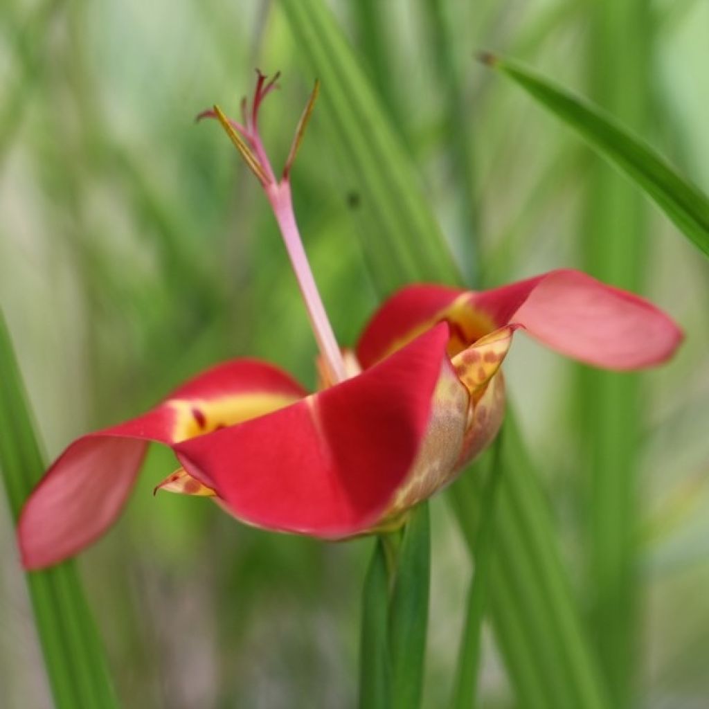 Tigridia pavonia Speciosa