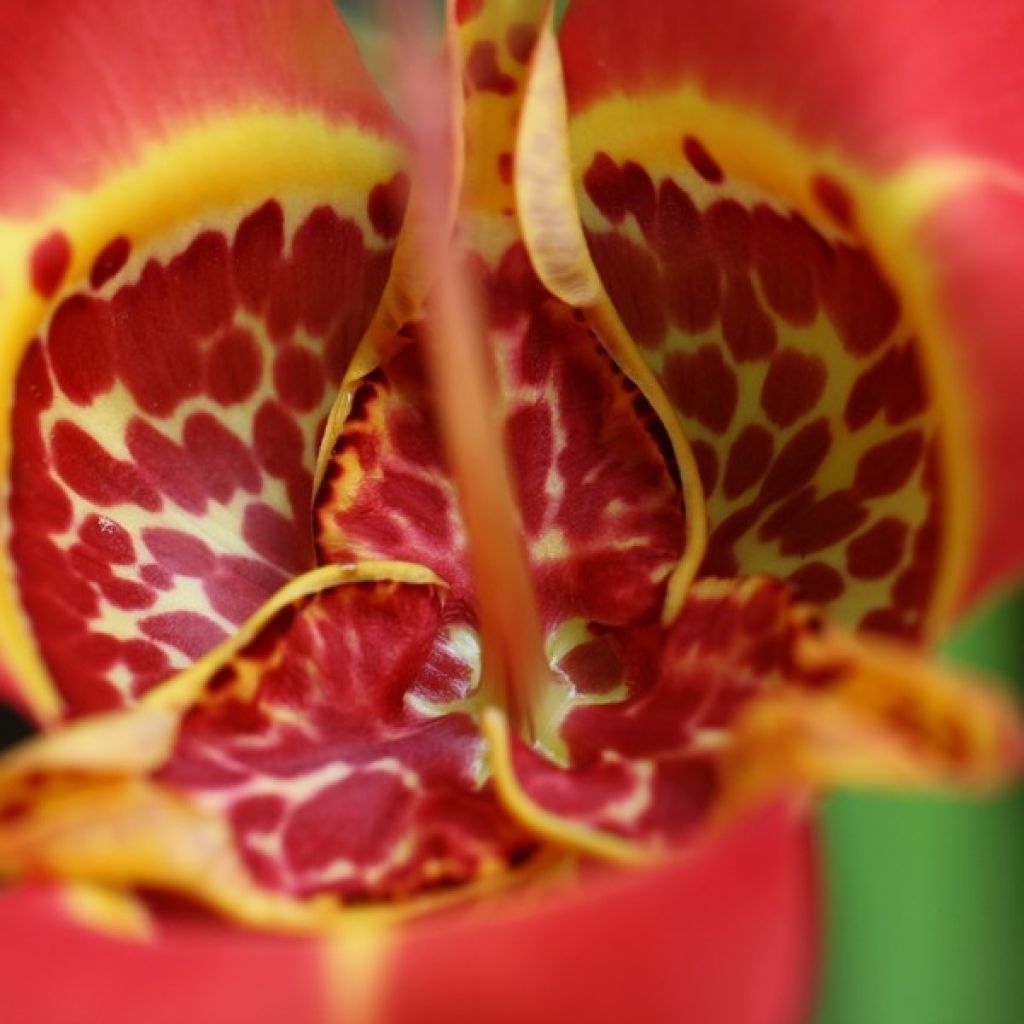 Tigridia pavonia Speciosa