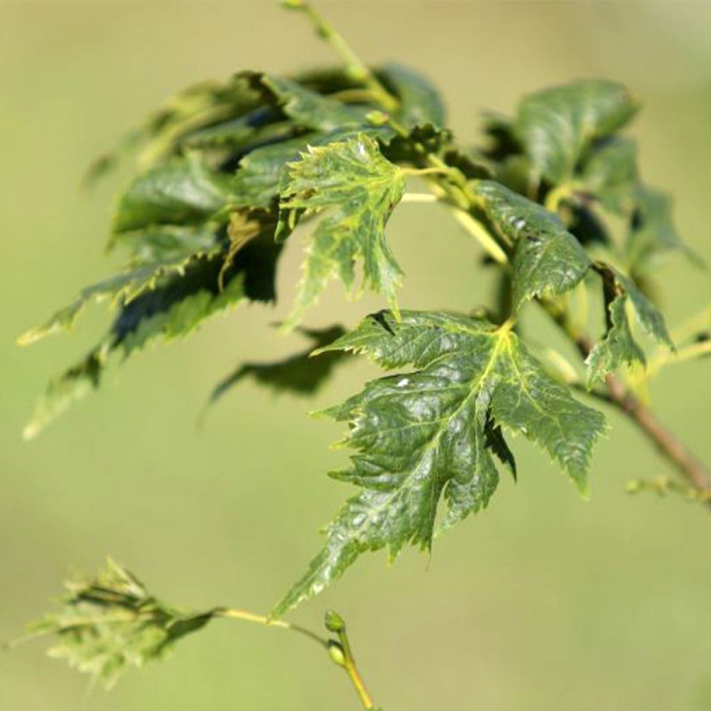 Tilia platyphyllos Henryk Eder - Tiglio nostrano