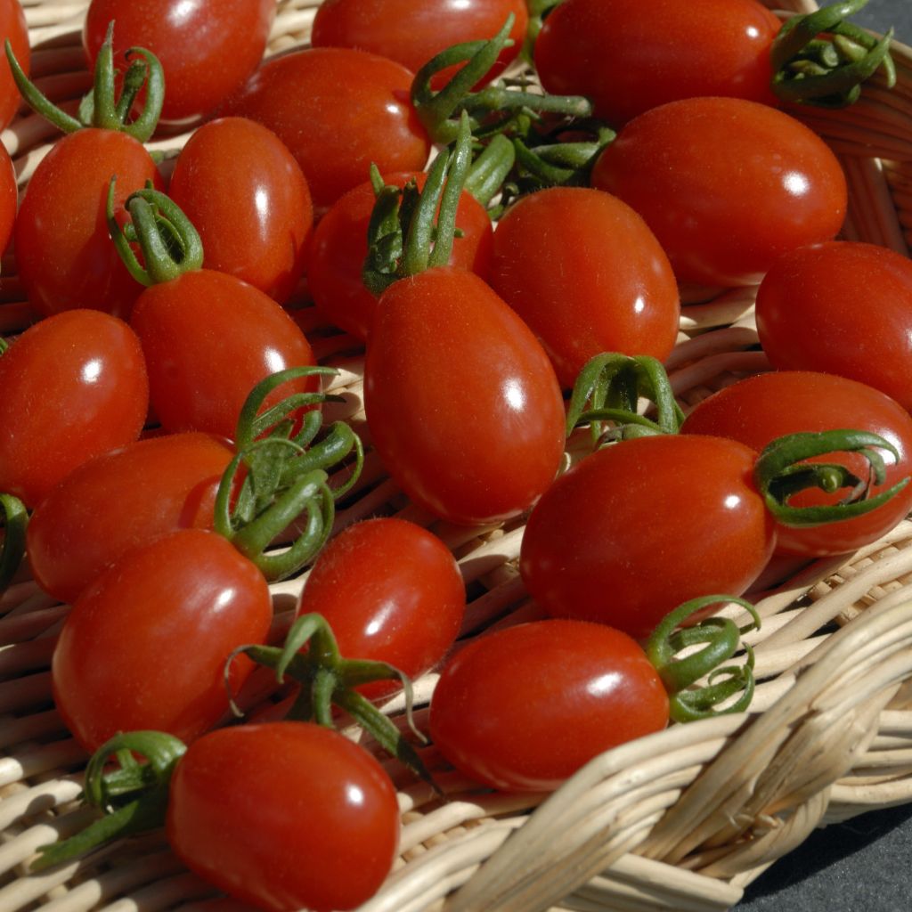 Pomodoro ciliegino/datterino Aligote F1 - Vilmorin