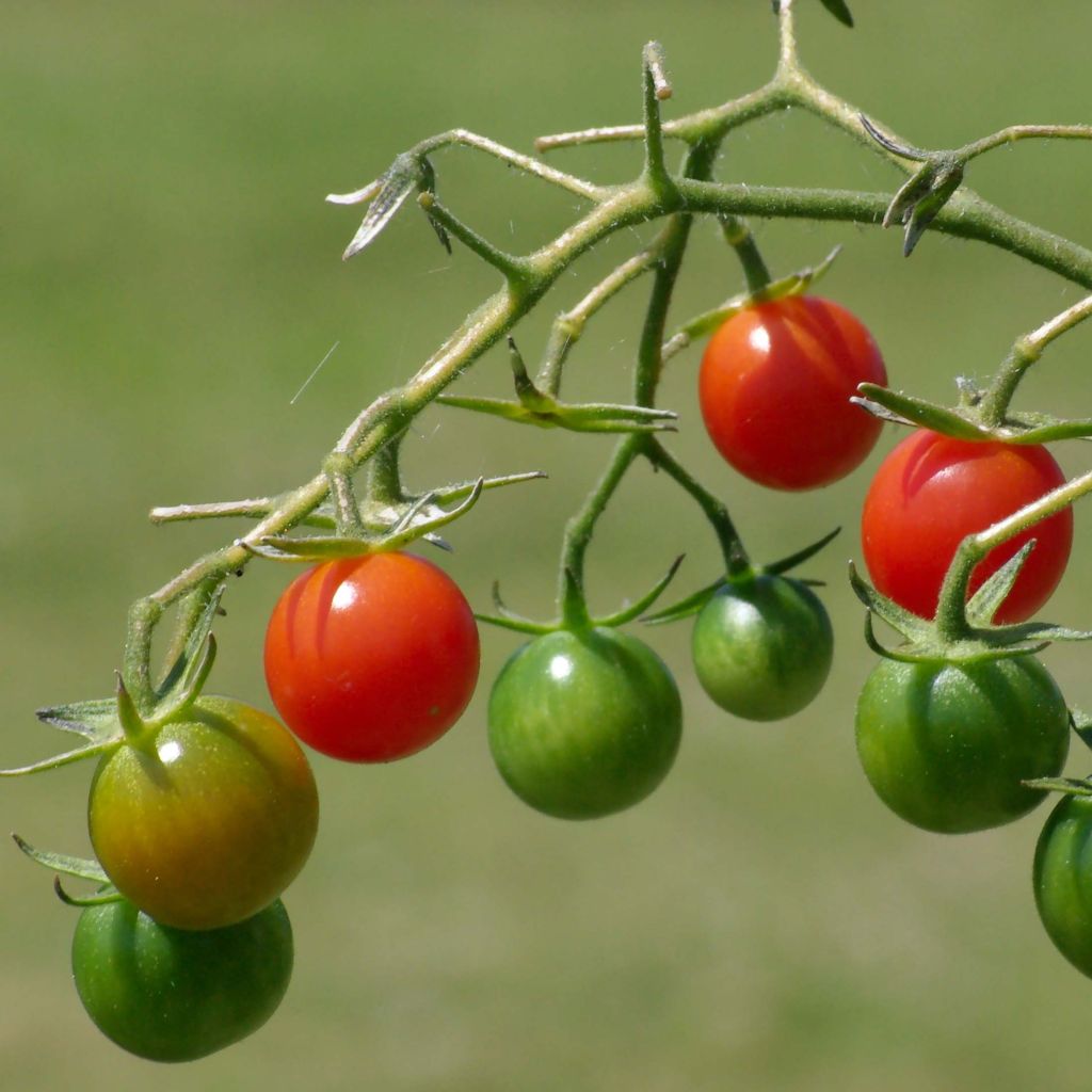 Pomodoro ciliegino/datterino Apero F1 Bio (piante innestate)