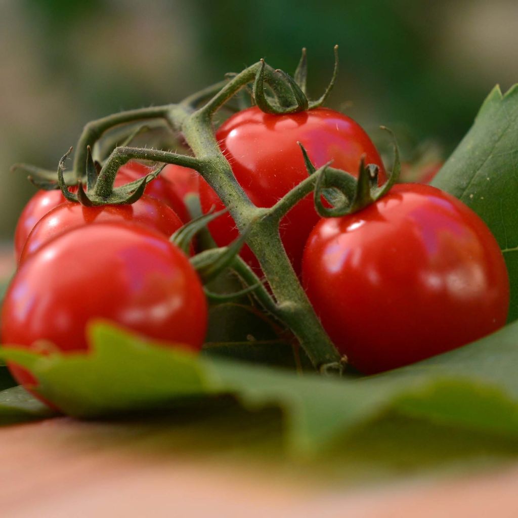 Pomodoro ciliegino/datterino Harmony F1