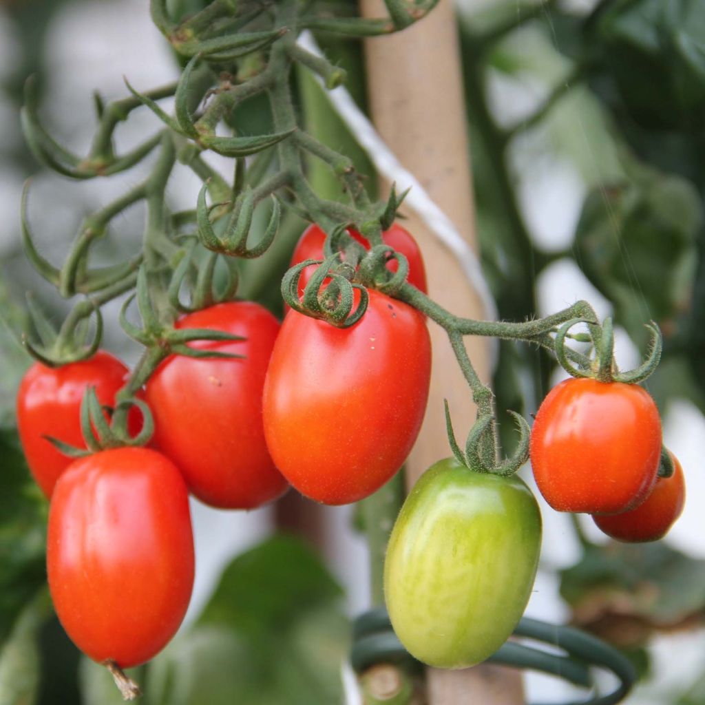 Pomodoro ciliegino/datterino Tutti Frutti