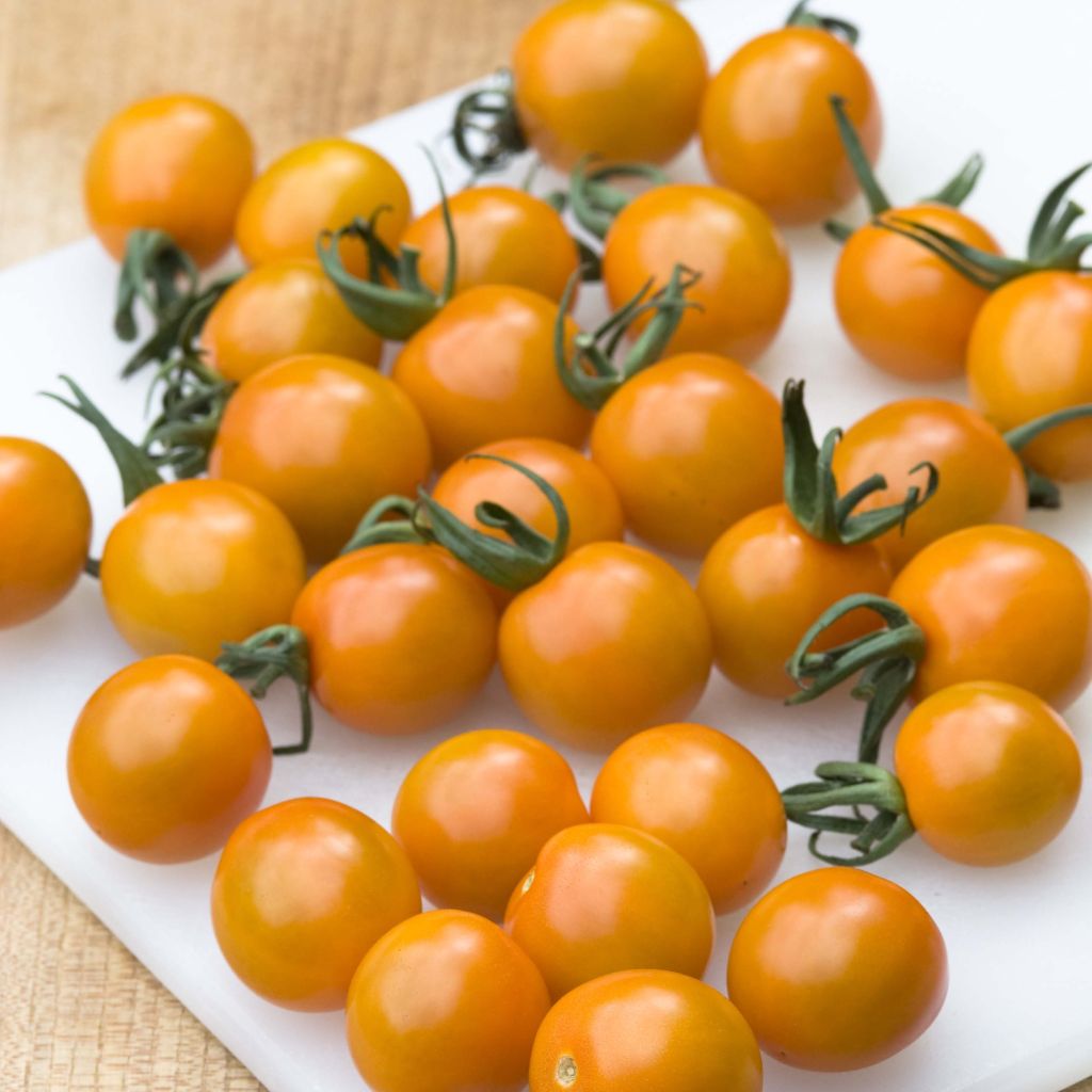 Pomodoro ciliegino/datterino Cherry Orange