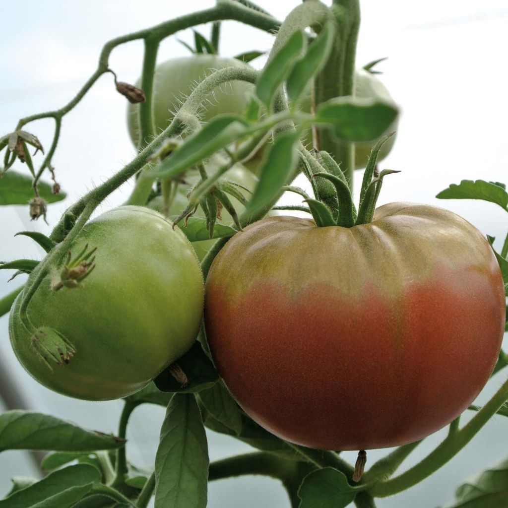 Pomodoro a colore scuro Chocoprevia F1 (Nerondo)