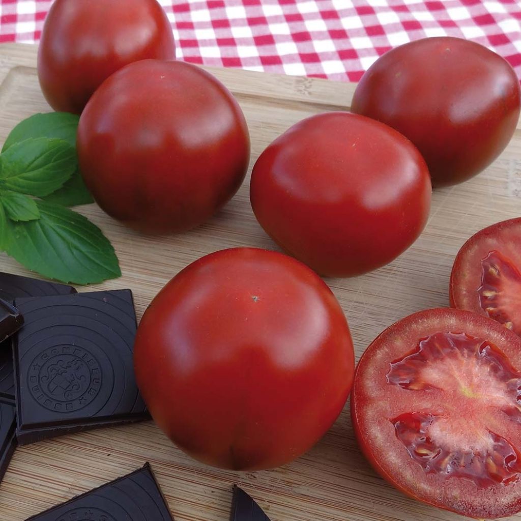 Pomodoro a colore scuro Chocoprevia F1 (Nerondo)