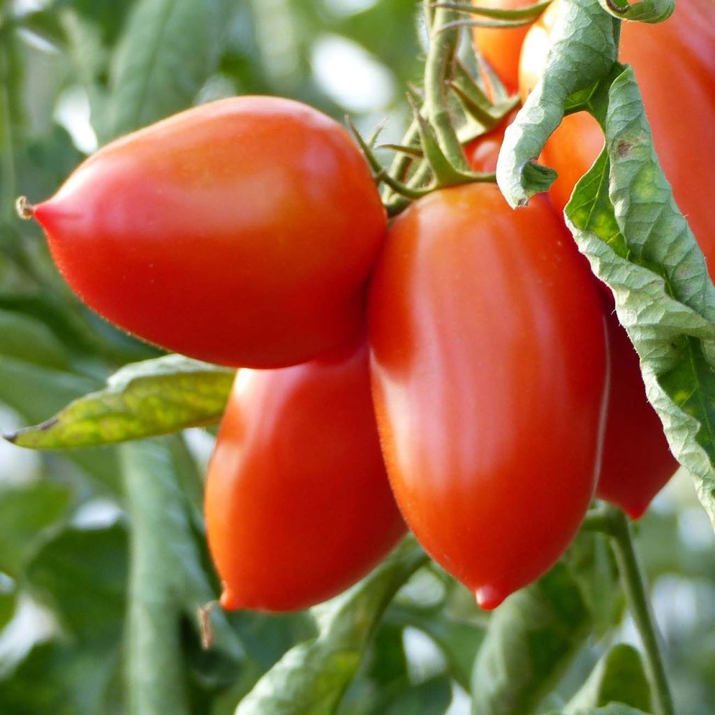 Pomodoro cuore di bue/Beefsteak Colibri F1 (piante)