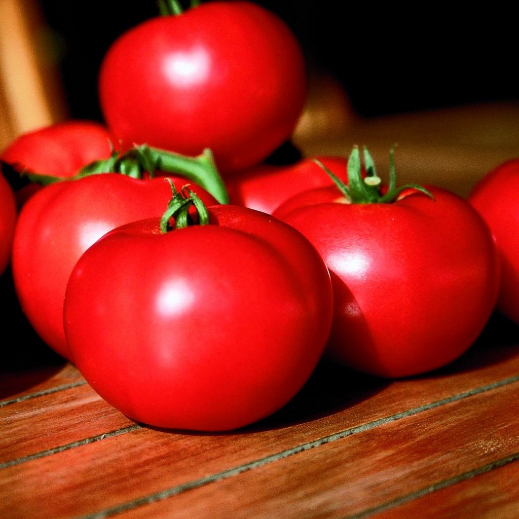 Lycopersicum esculentum Fantasio - Pomodoro tondo