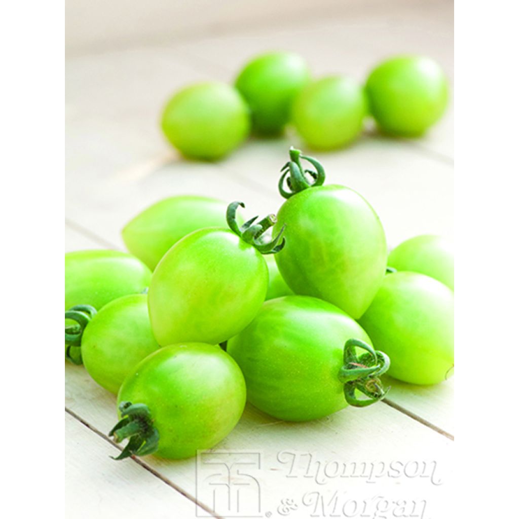 Tomate Green Envy F1 