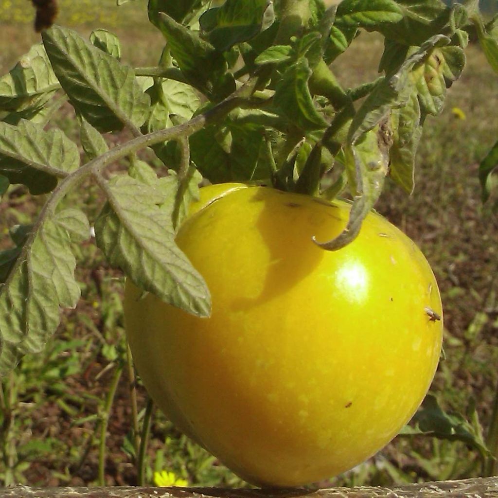 Pomodoro Lemon Boy F1