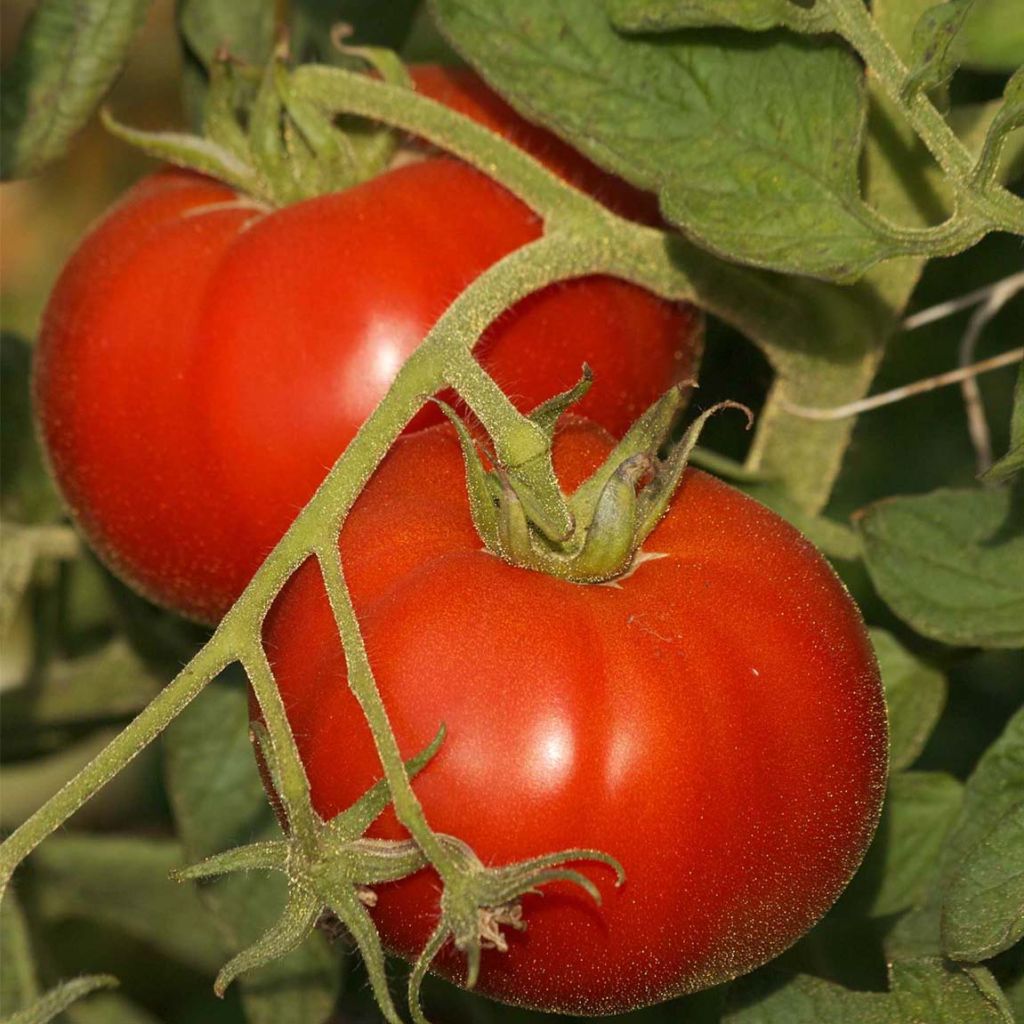 Pomodoro a grappolo Saint Pierre