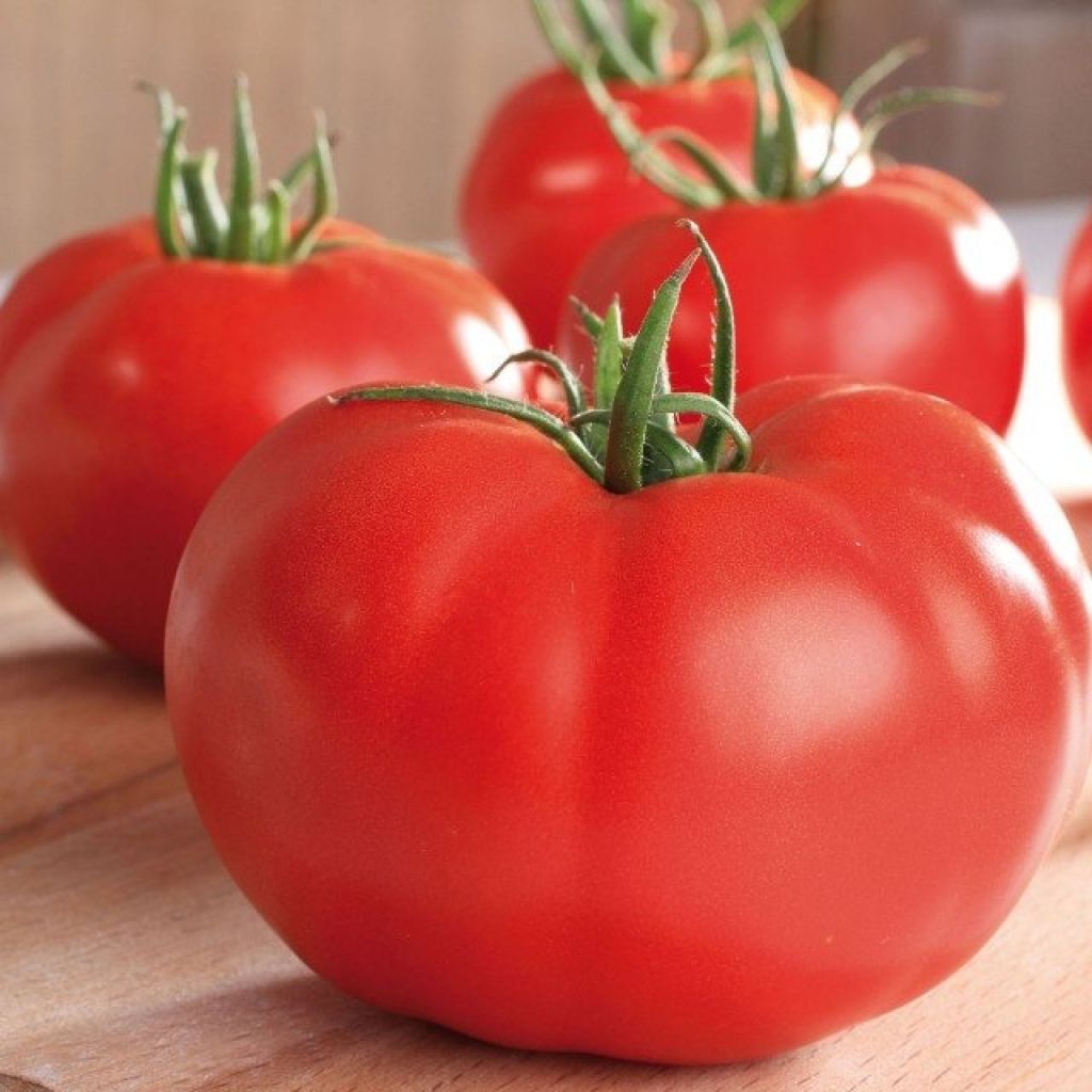 Pomodoro cuore di bue/Beefsteak Supersteak F1 (piante)