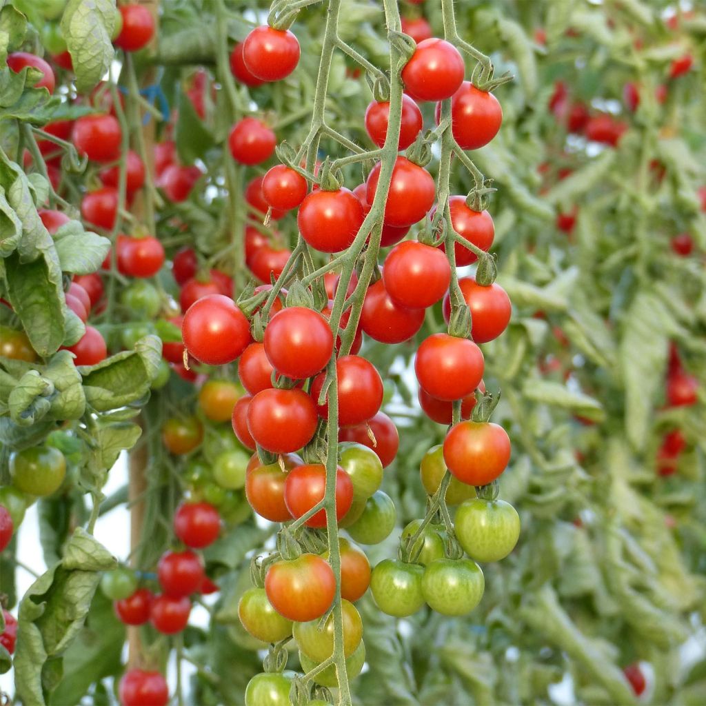 Pomodoro ciliegino/datterino Supersweet 100 Bio (piante innestate)