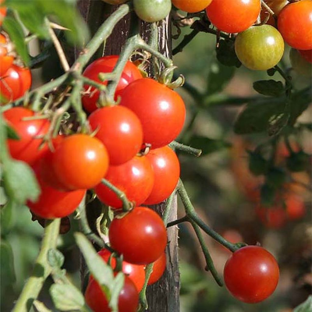 Pomodoro ciliegino/datterino Sweetbaby - Graines Bocquet