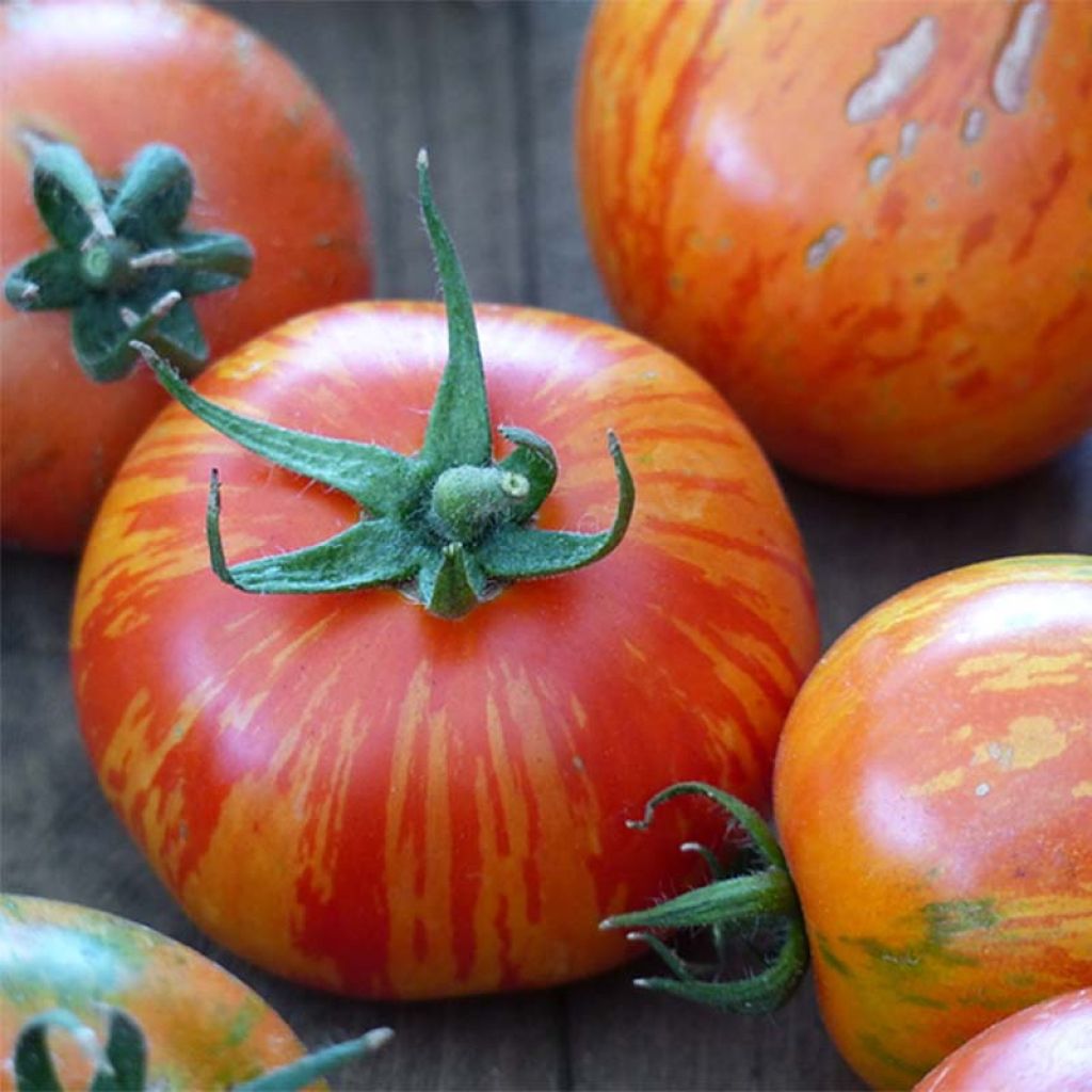 Pomodoro ciliegino/datterino Tigerella