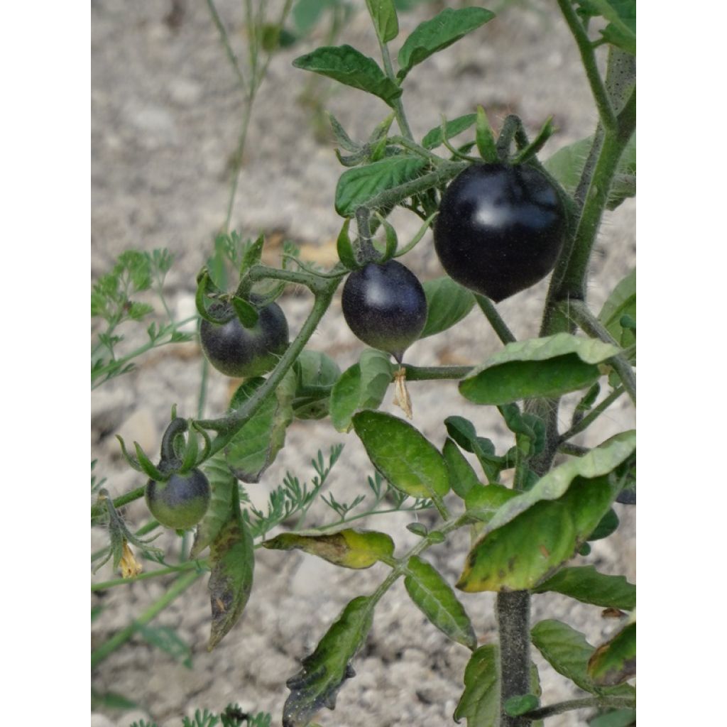 Les tomates sont bel et bien noires