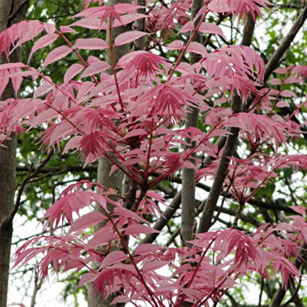 Toona sinensis Flamingo