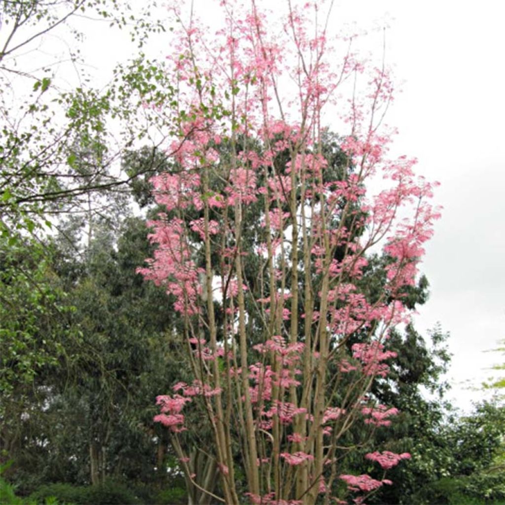 Toona sinensis Flamingo