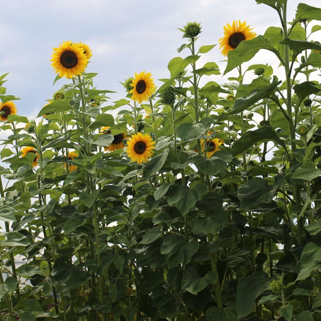 Girasole Géant