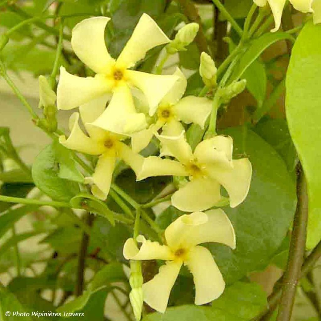 Trachelospermum asiaticum - Falso gelsomino asiatico