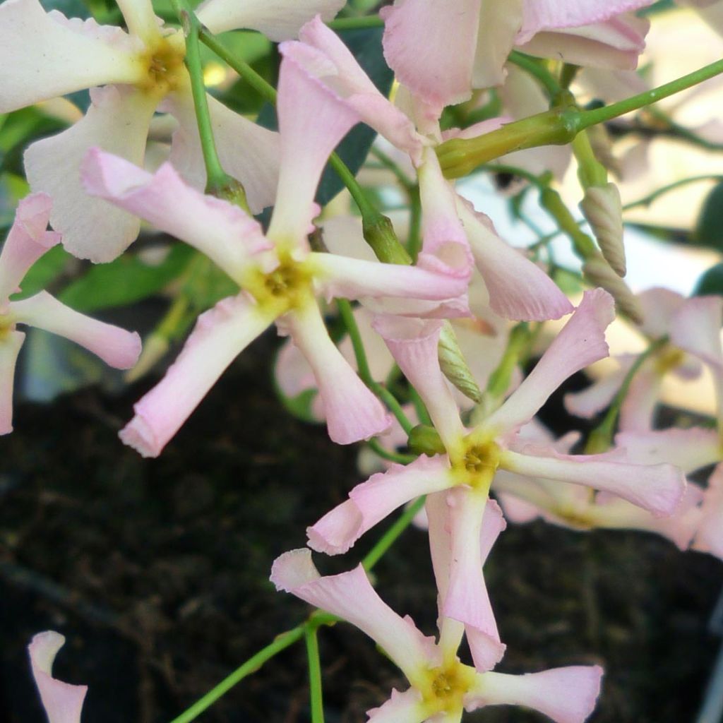 Trachelospermum asiaticum Pink Showers - Falso gelsomino asiatico