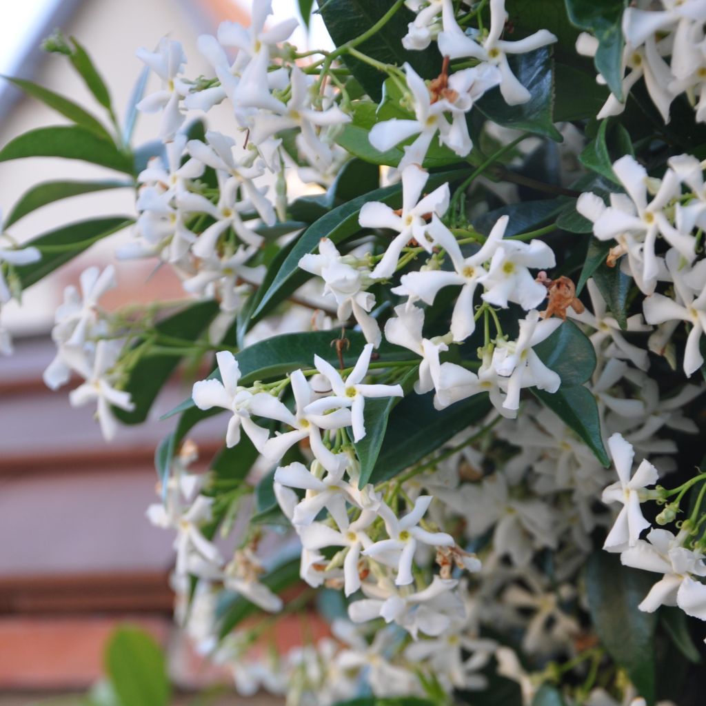 Trachelospermum jasminoides - Falso gelsomino