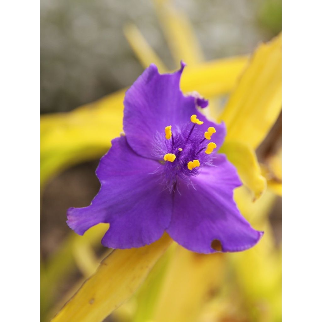 Tradescantia andersoniana Sweet Kate