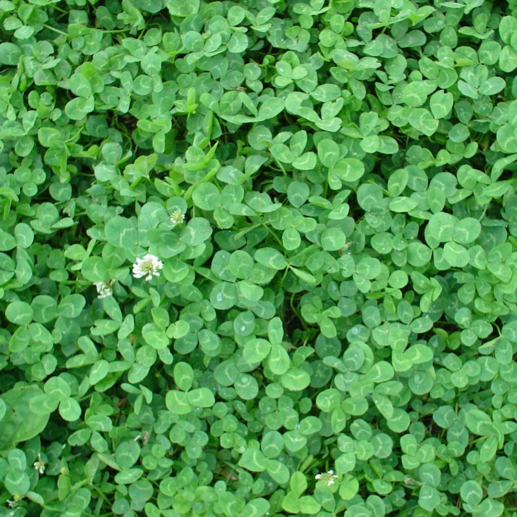 Trifolium repens nain - Trifoglio bianco