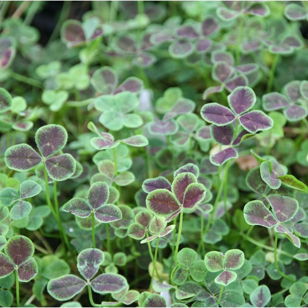 Trifolium repens Pentaphyllum - Trifoglio ladino