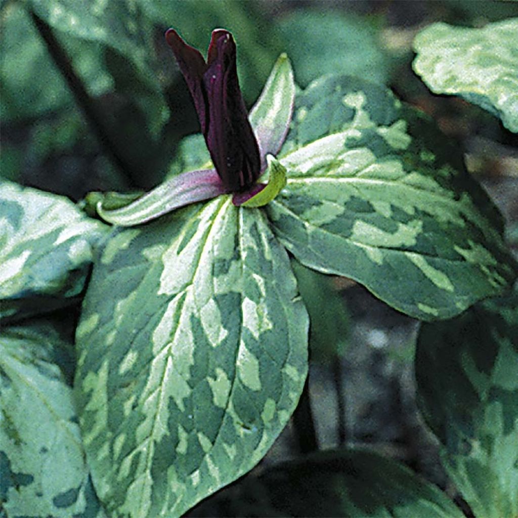 Trillium cuneatum