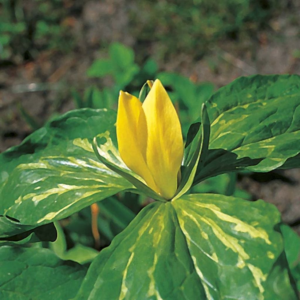 Trillium luteum (bulbi)