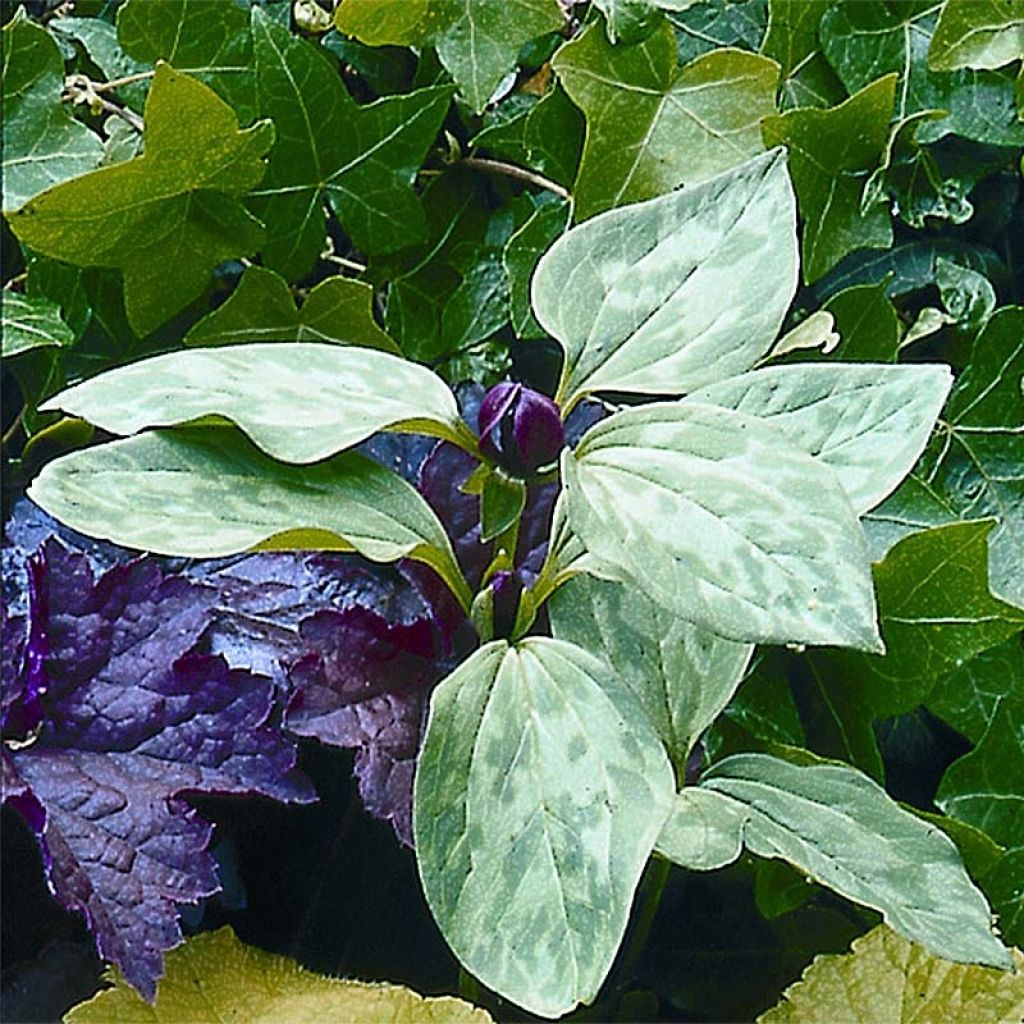 Trillium recurvatum (bulbi)